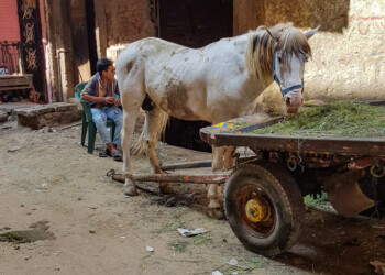 Das Zugpferd für die Müllkarren Auf dem Weg zur Schule