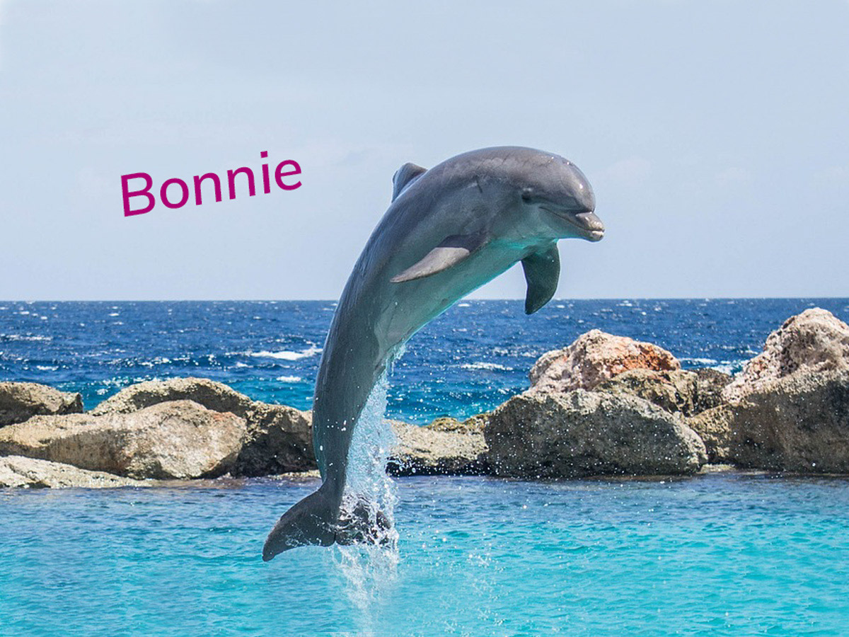 Ein Delfin der Bonnie heißt