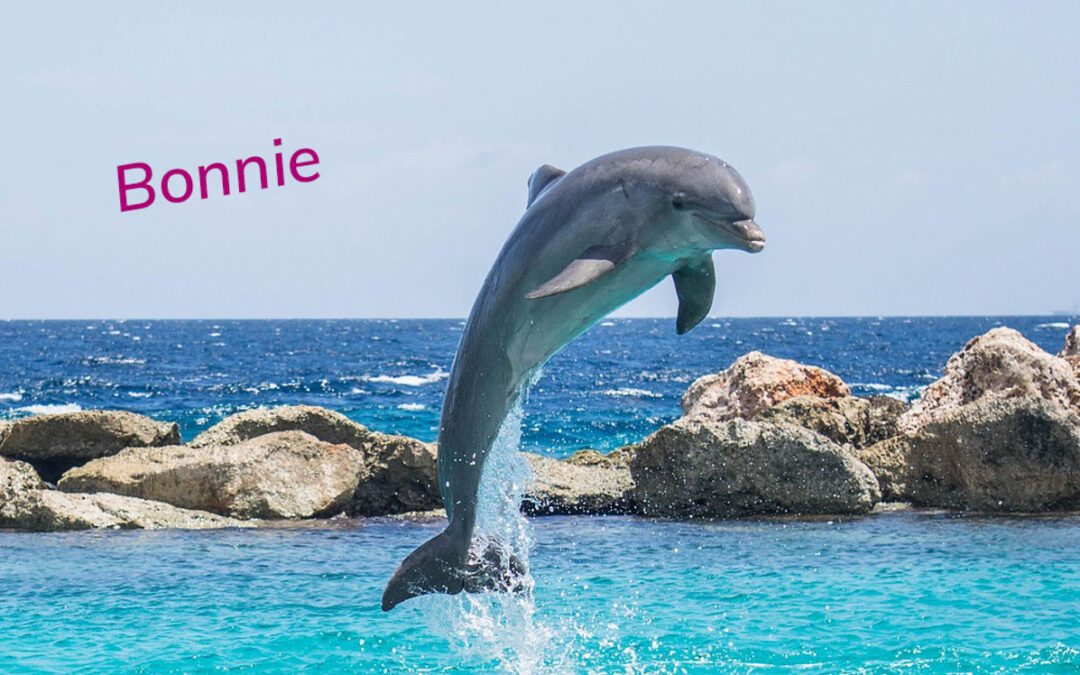 Ein Delfin der Bonnie heißt